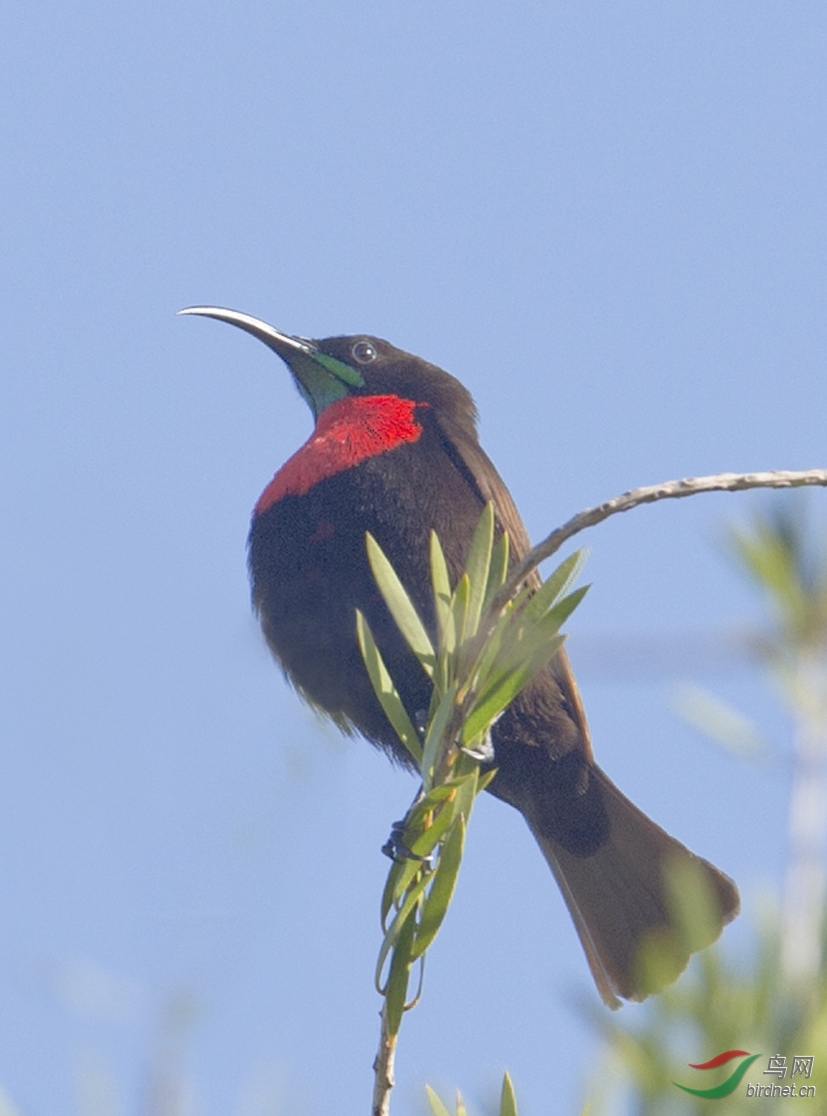 红胸太阳鸟