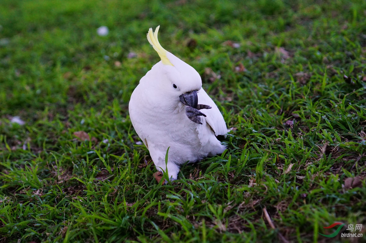 葵花鹦鹉 - 河南版 henan 鸟网