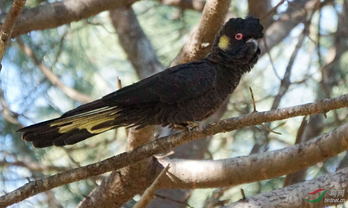 少见黑色鸟