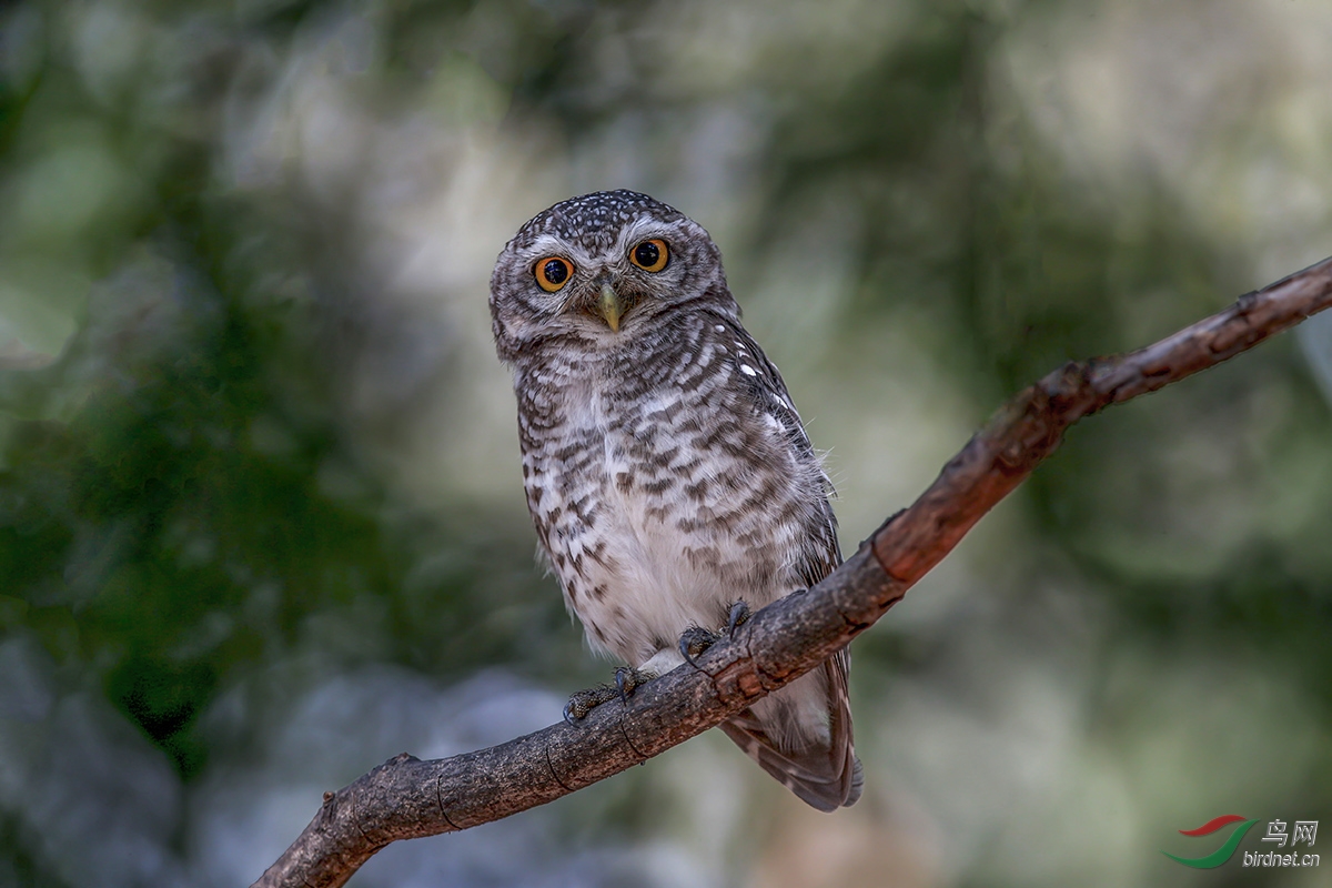横斑腹小鸮(摄于泰国)