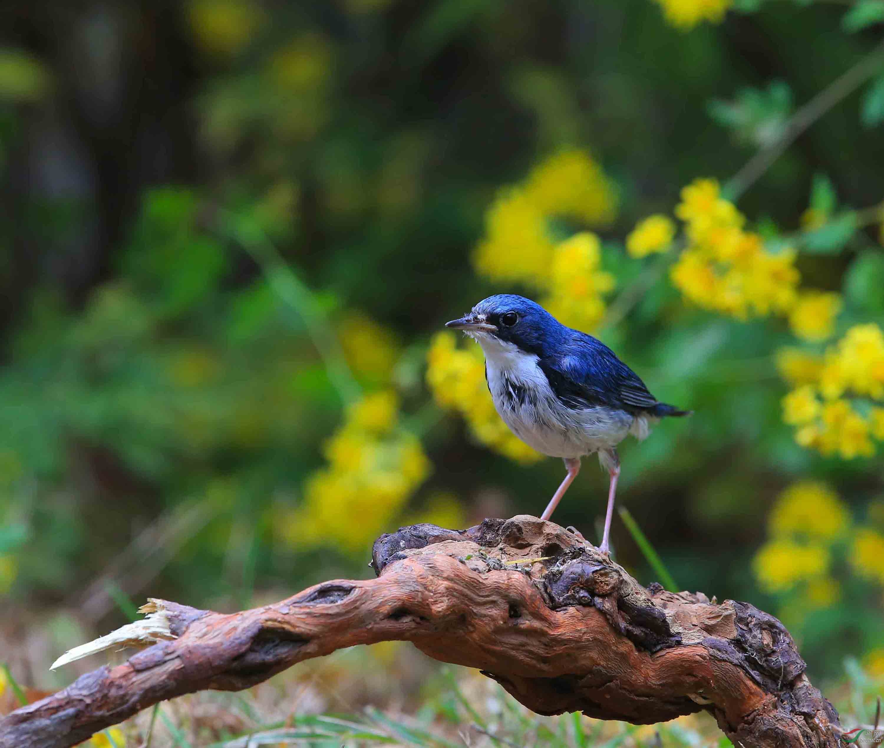 奥森鸟讯小蓝歌鸲越来越漂亮了