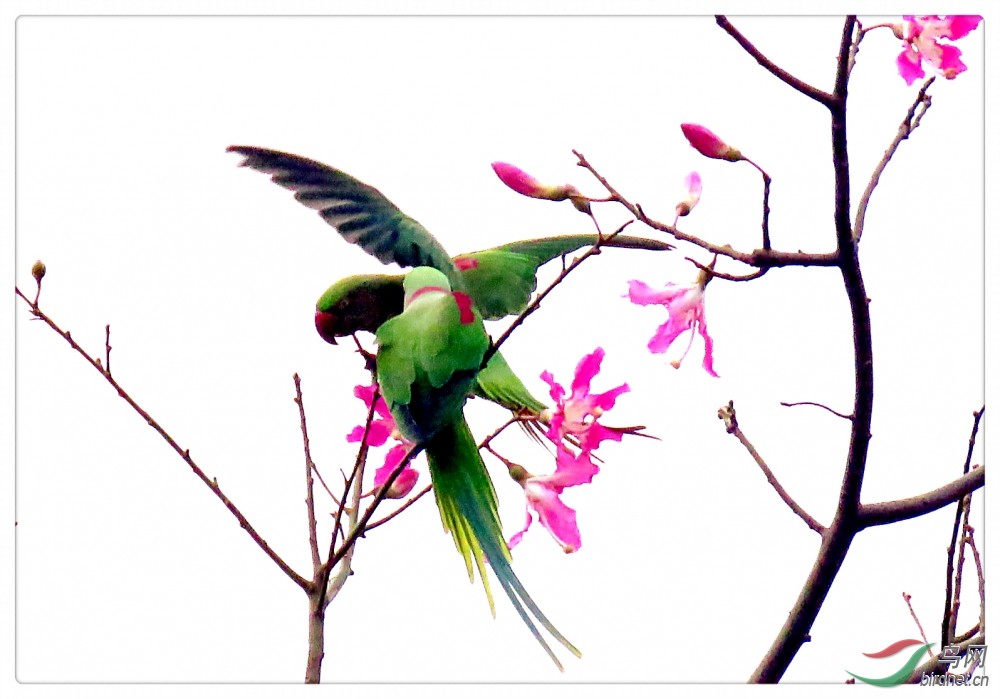 绿配红图片 56408a1c13ba7.jpg