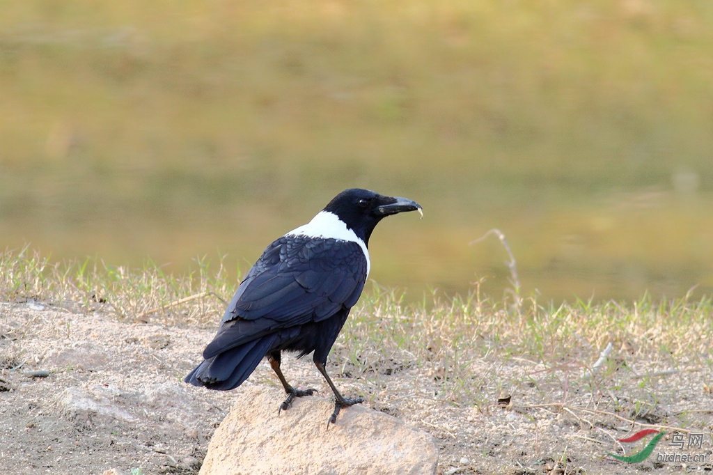 白颈鸦