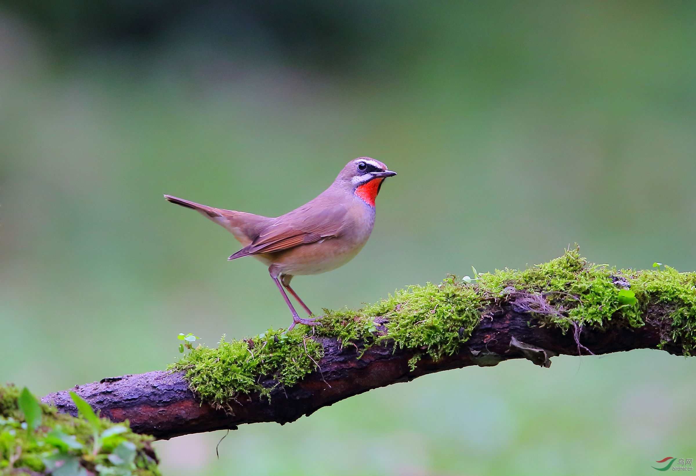 红喉歌鸲祝贺糊涂虫老师荣获十佳优秀版主