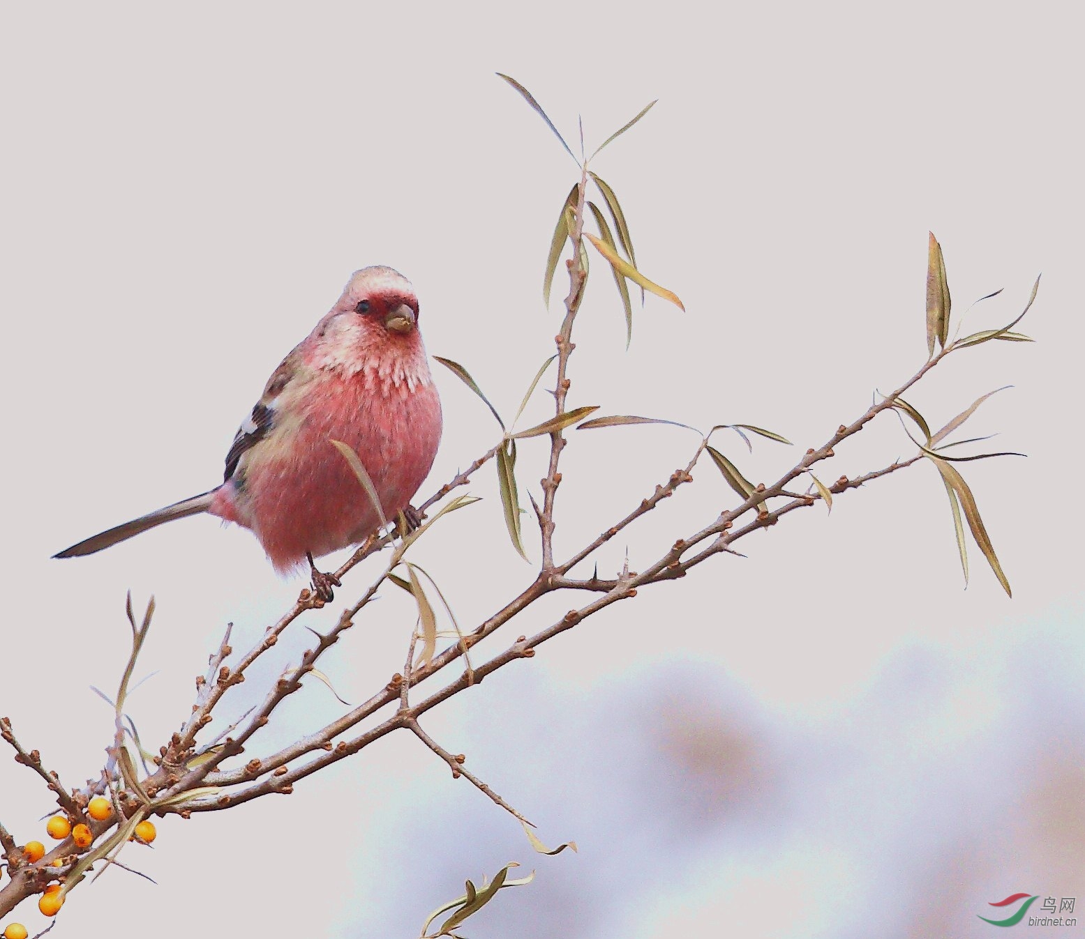 沙棘树上的长尾雀
