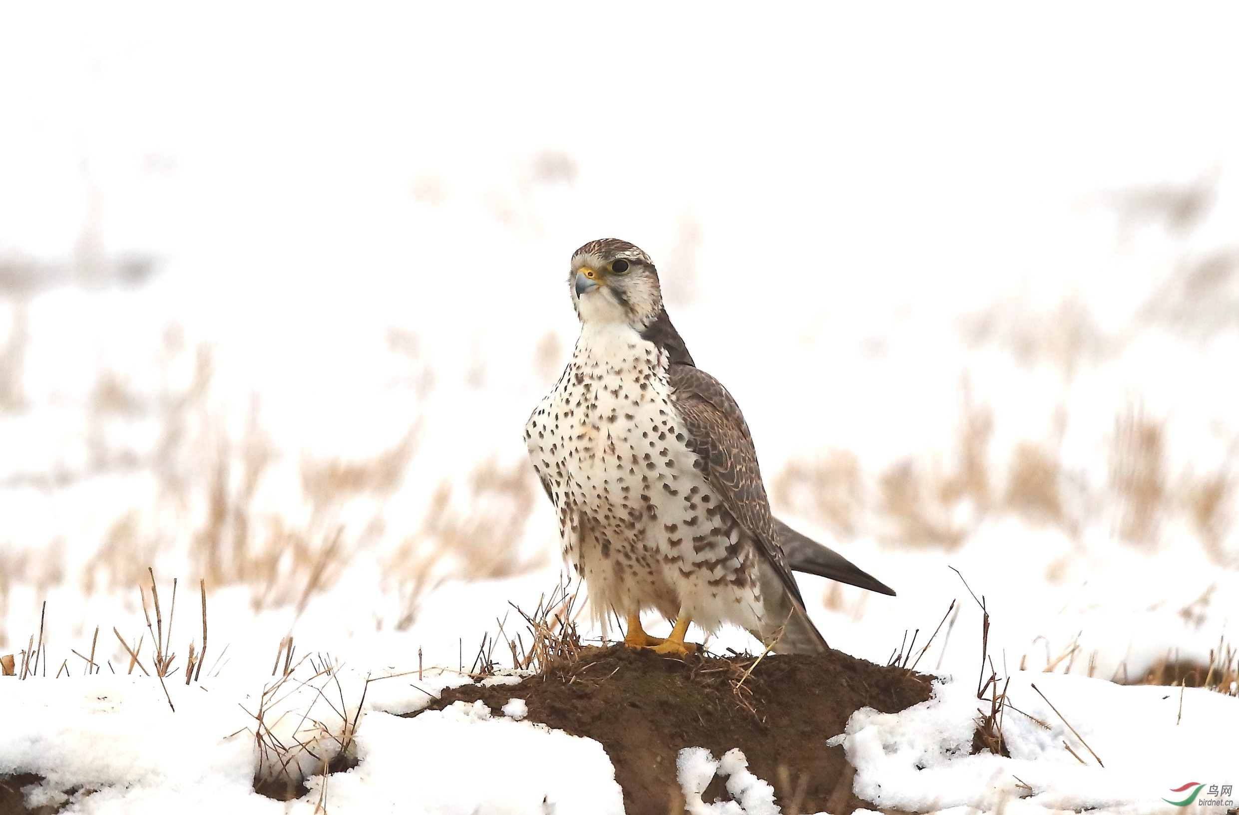 雪中猎隼
