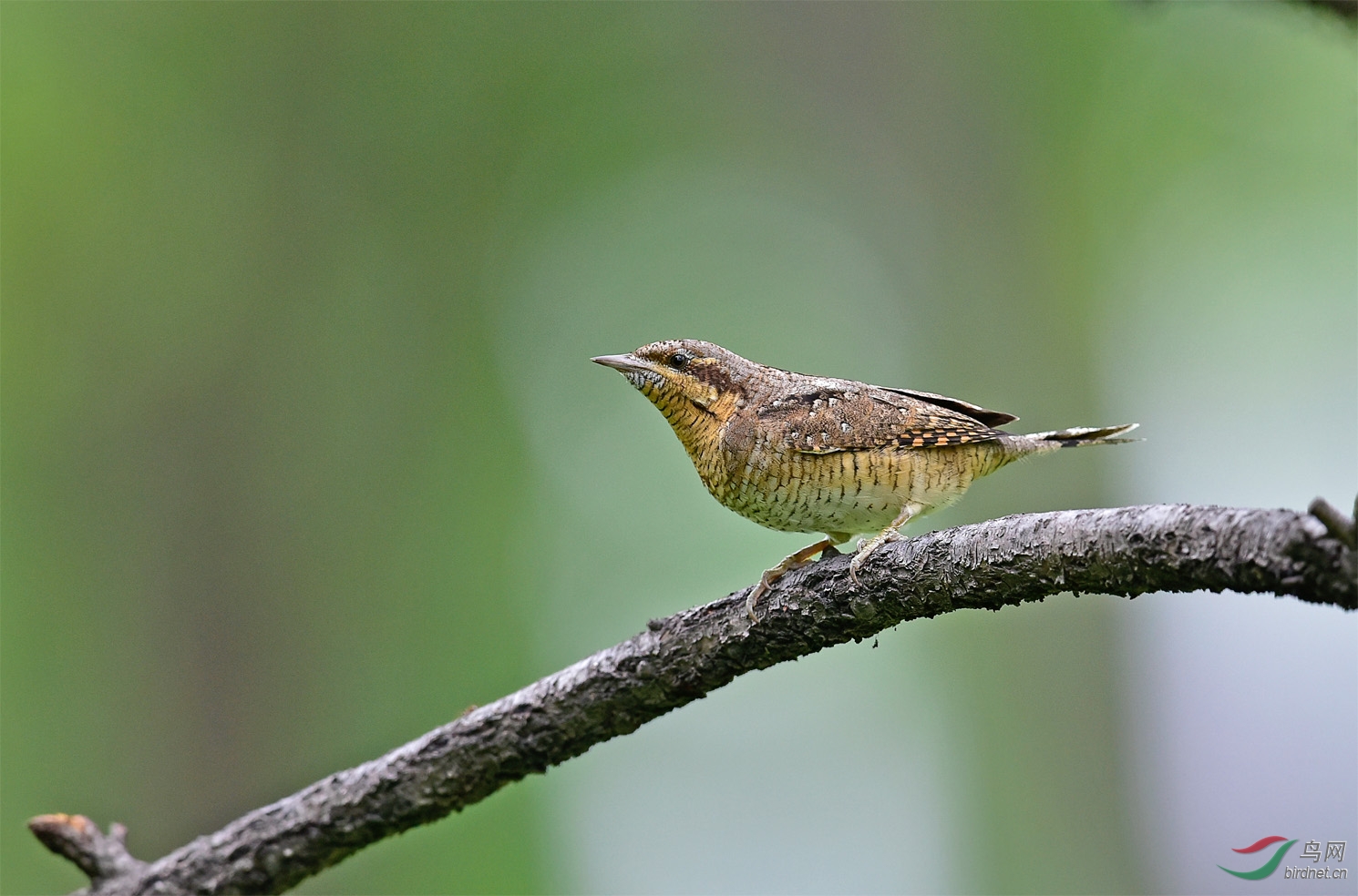 蚁鴷南开大学记录的蚁鸟贺图一获每日精华