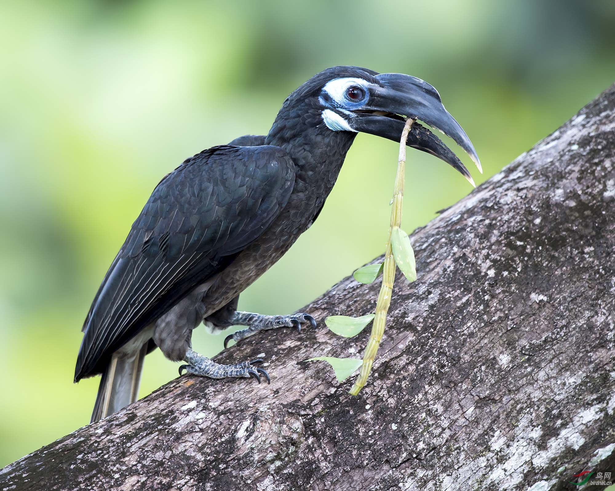 凤头犀鸟犀鸟bushycrestedhornbill