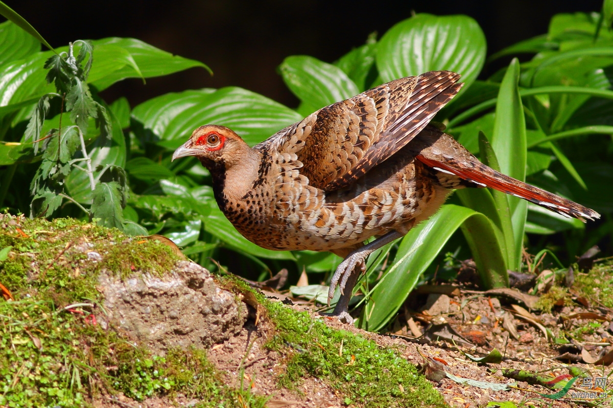 丑鸡独立-白颈长尾雉雌鸟