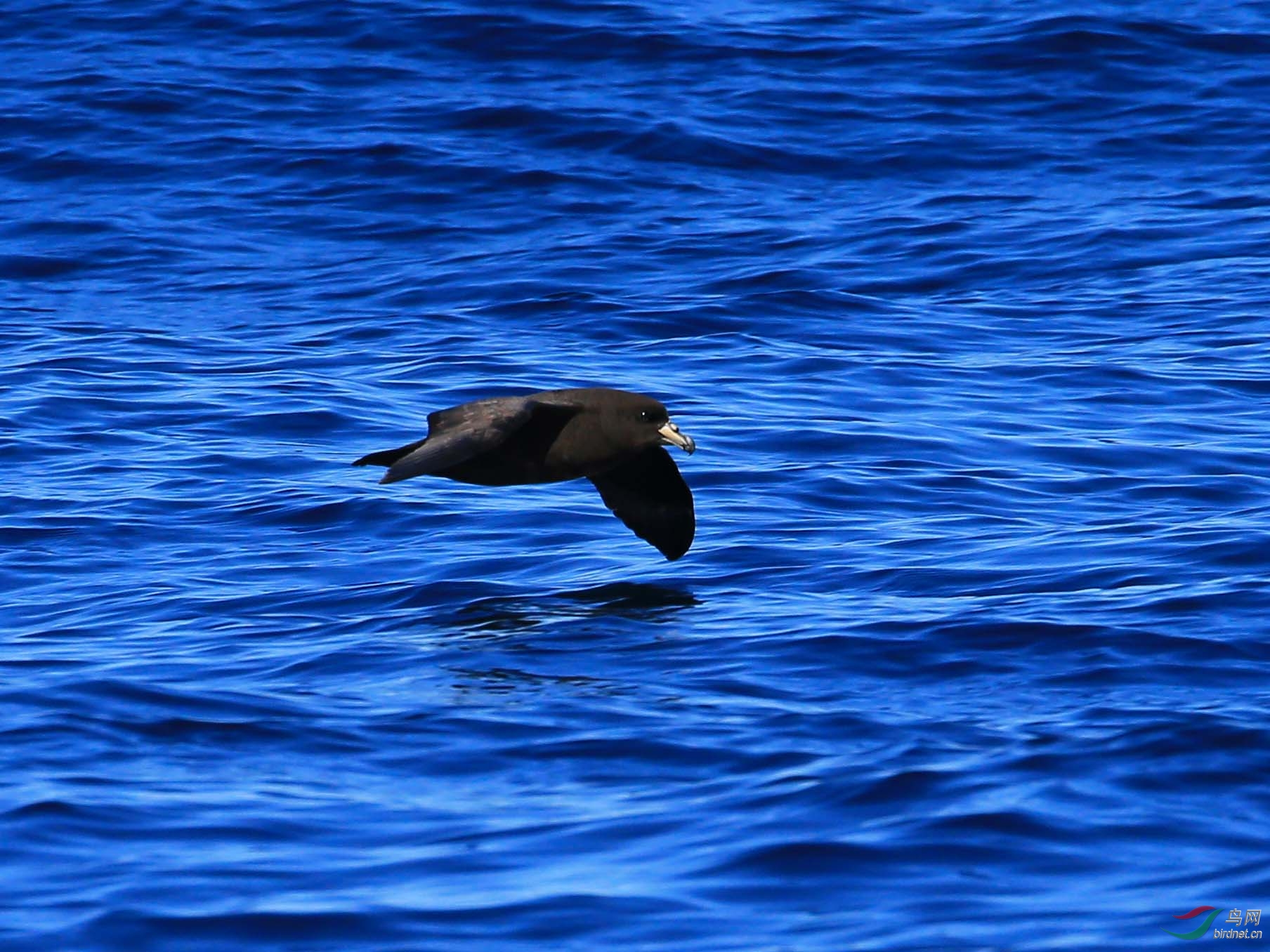 难见真容的黑圆尾鹱