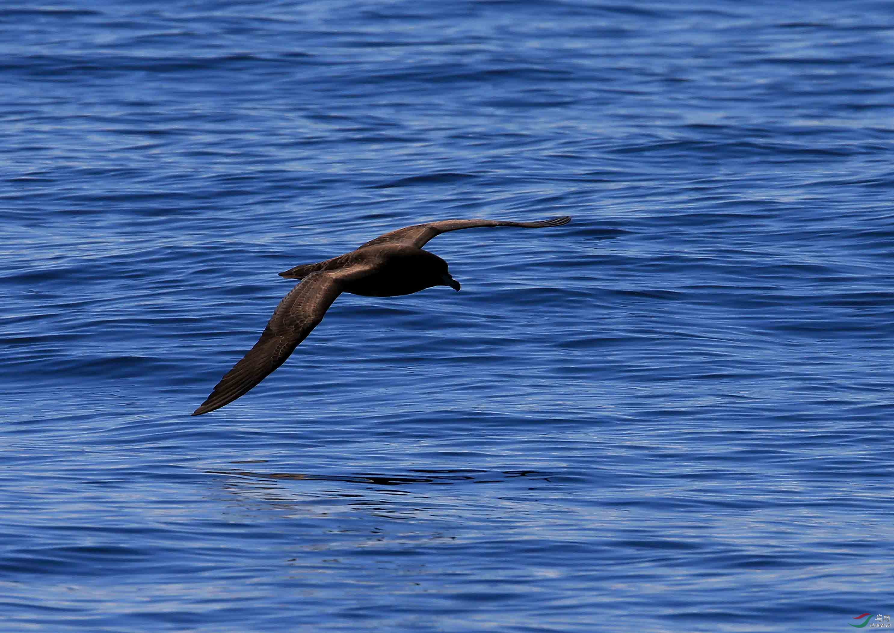 难见真容的黑圆尾鹱