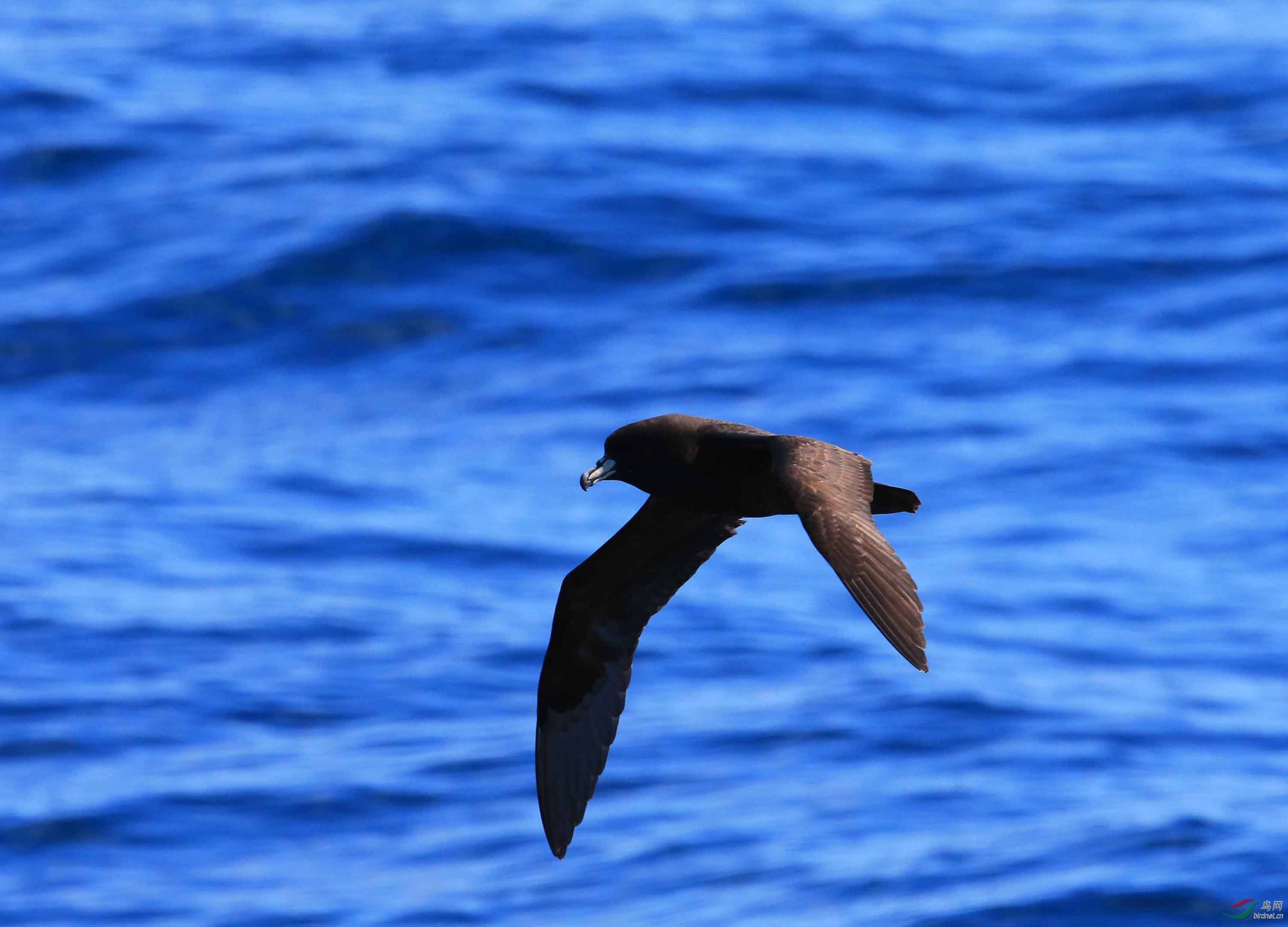 难见真容的黑圆尾鹱