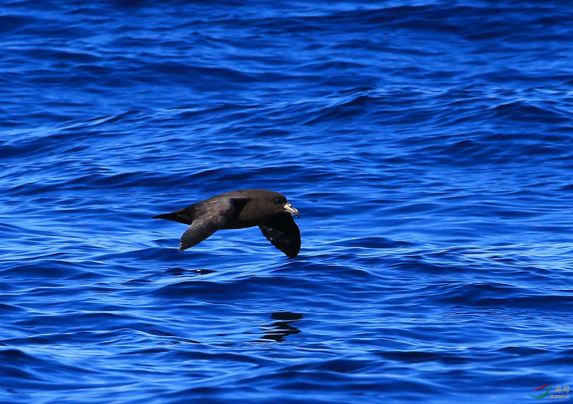 难见真容的黑圆尾鹱