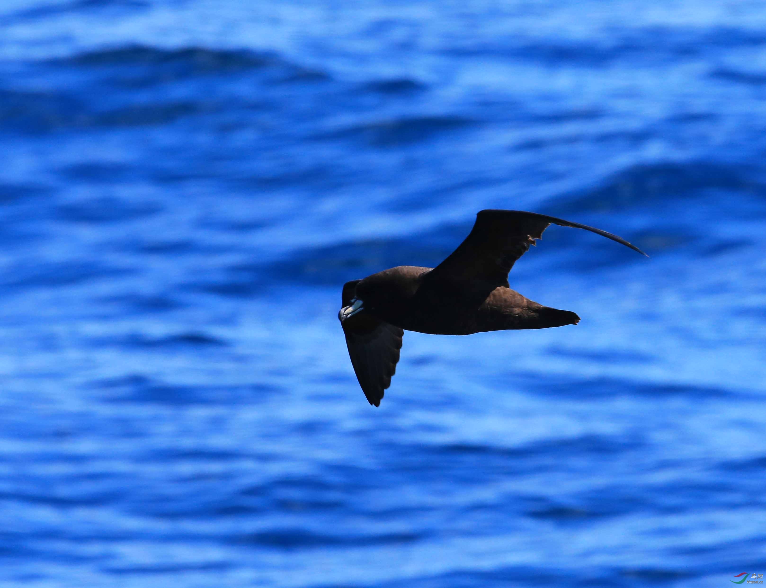 难见真容的黑圆尾鹱