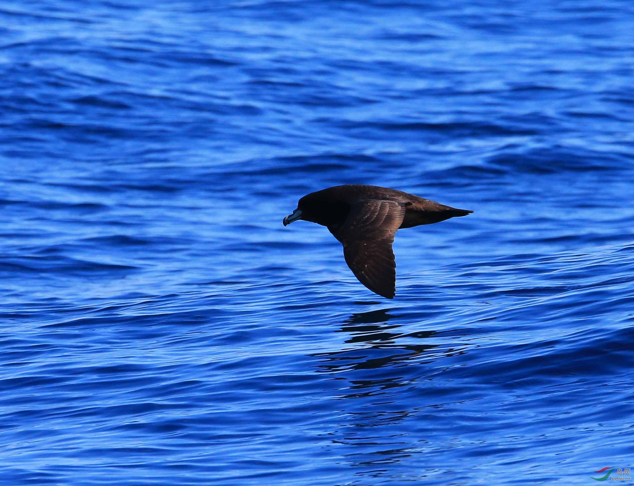 难见真容的黑圆尾鹱