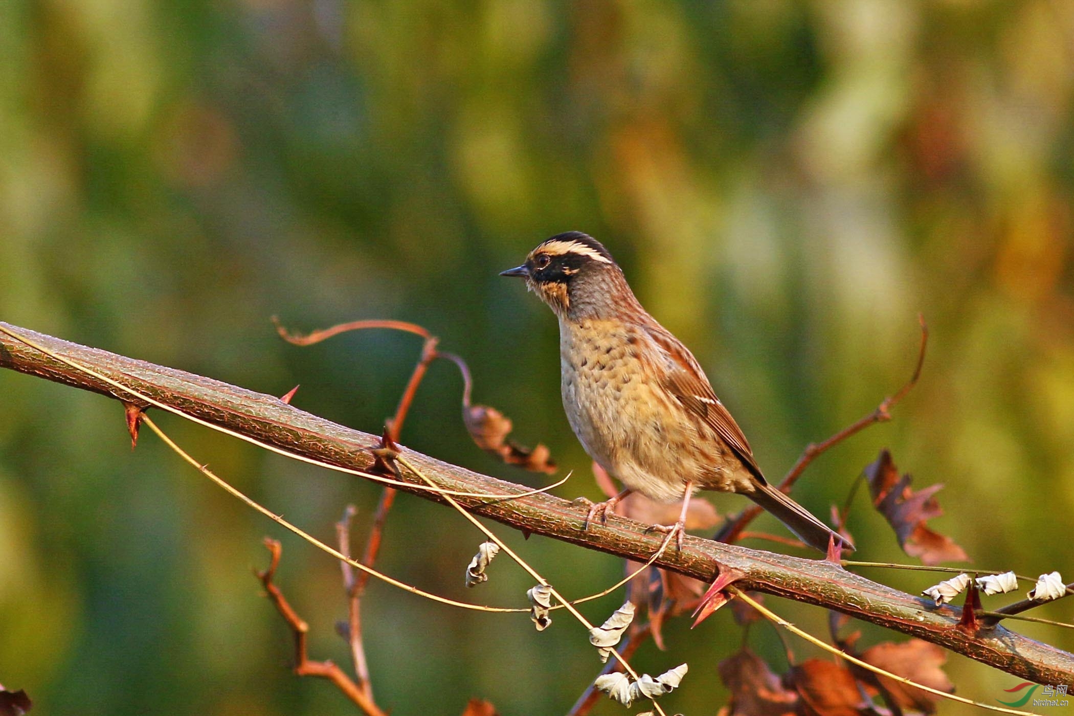 棕眉山岩鹨 - 吉林版 jilin 鸟网