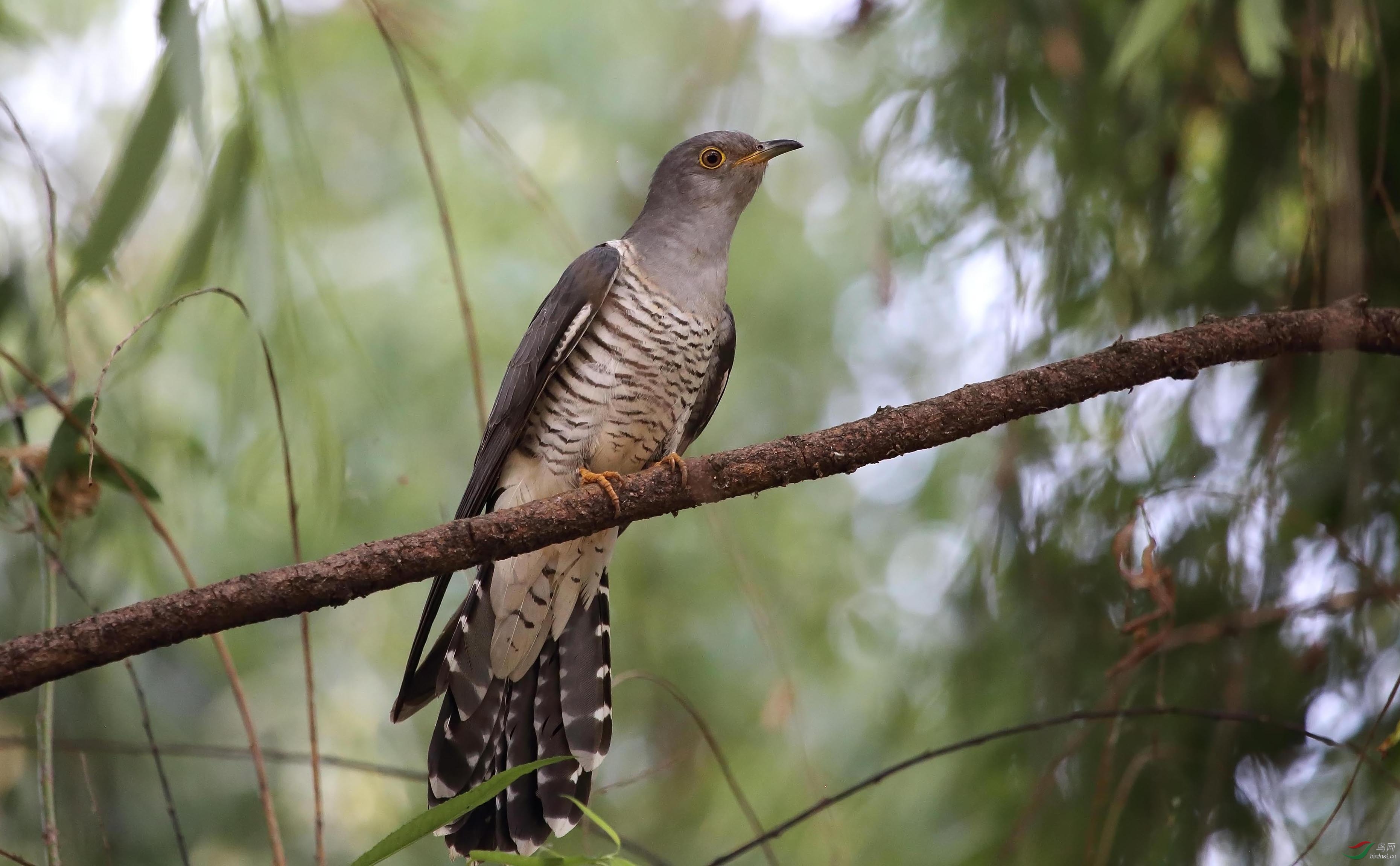 与年轻小杜鹃的邂逅