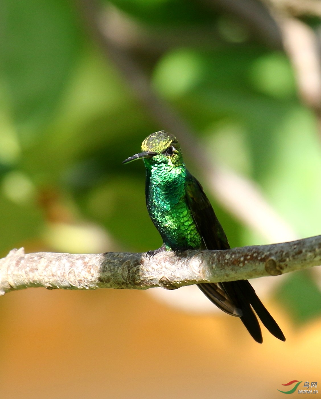 近拍古巴"绿宝石"