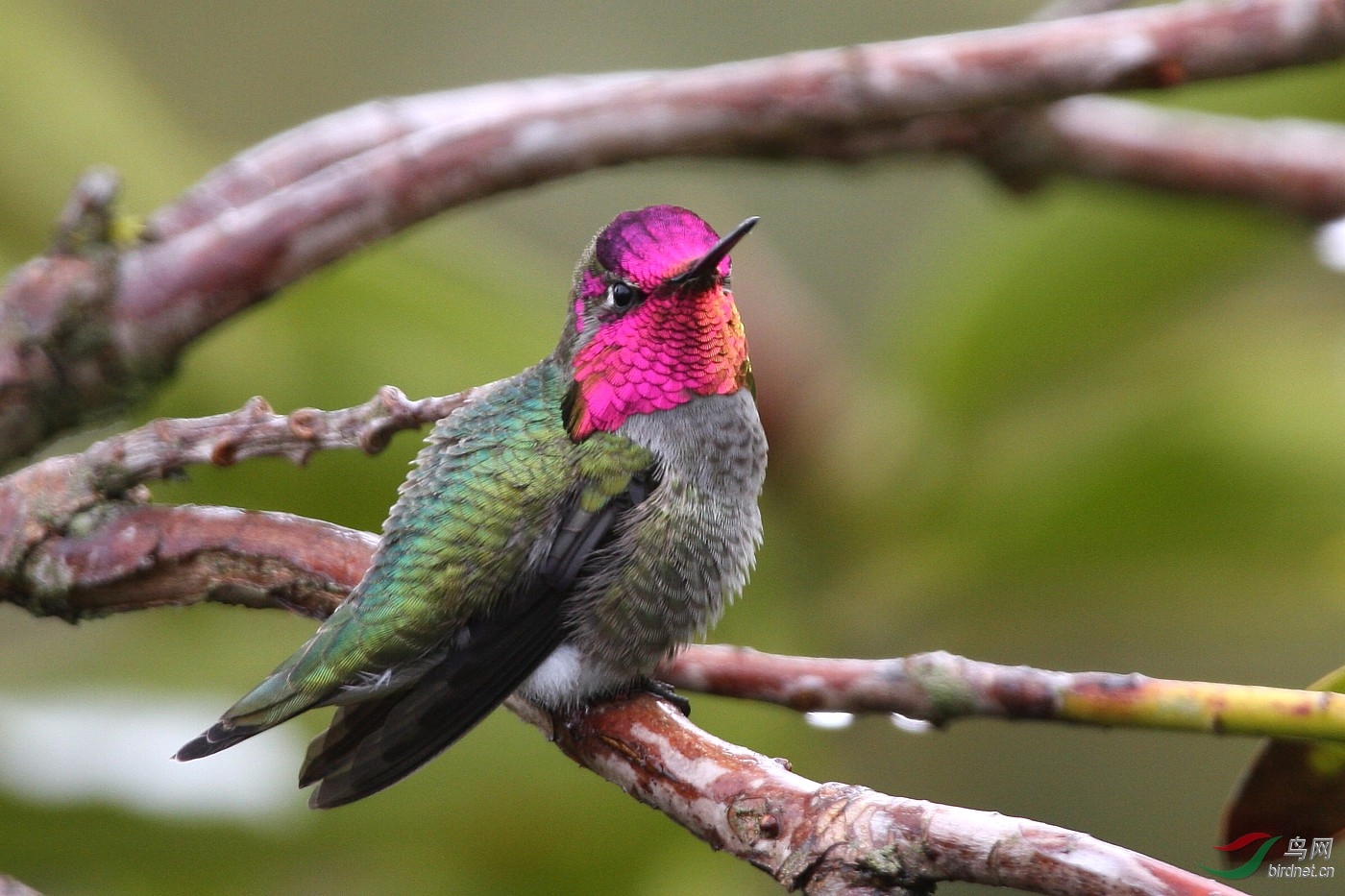 近拍古巴"绿宝石"