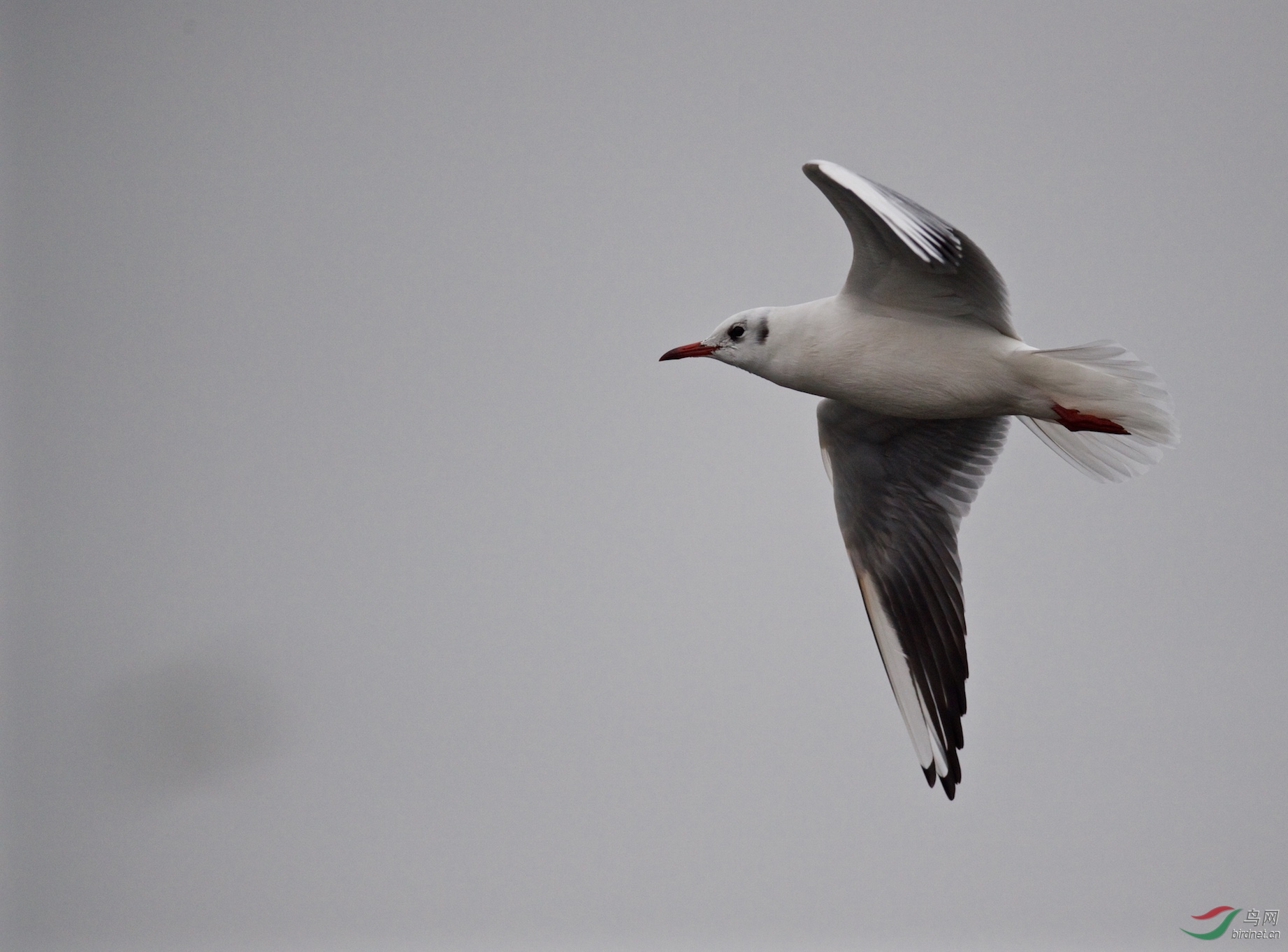 飞翔中的红嘴鸥 - 游禽和涉禽 鸟网