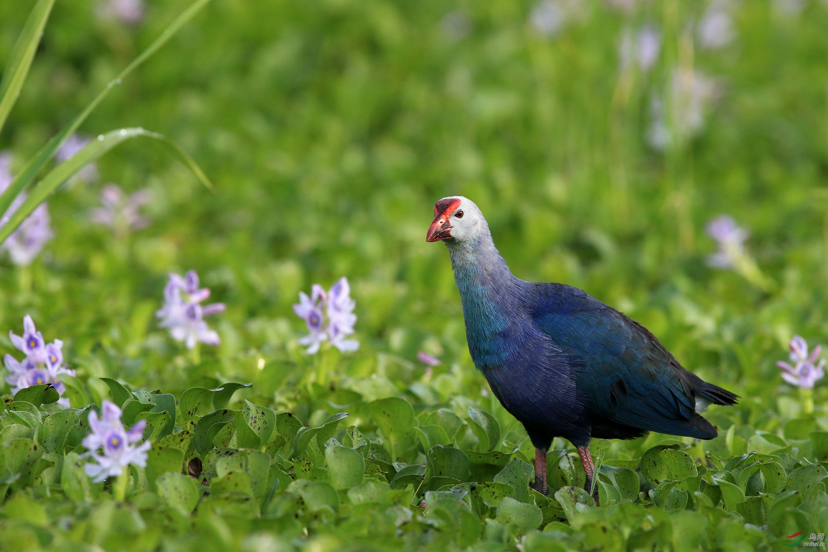 紫水鸡