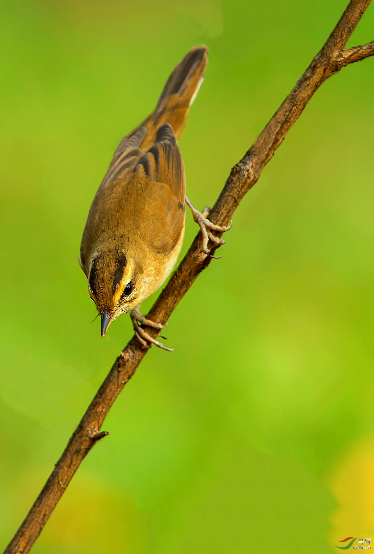 深秋之黑眉苇莺
