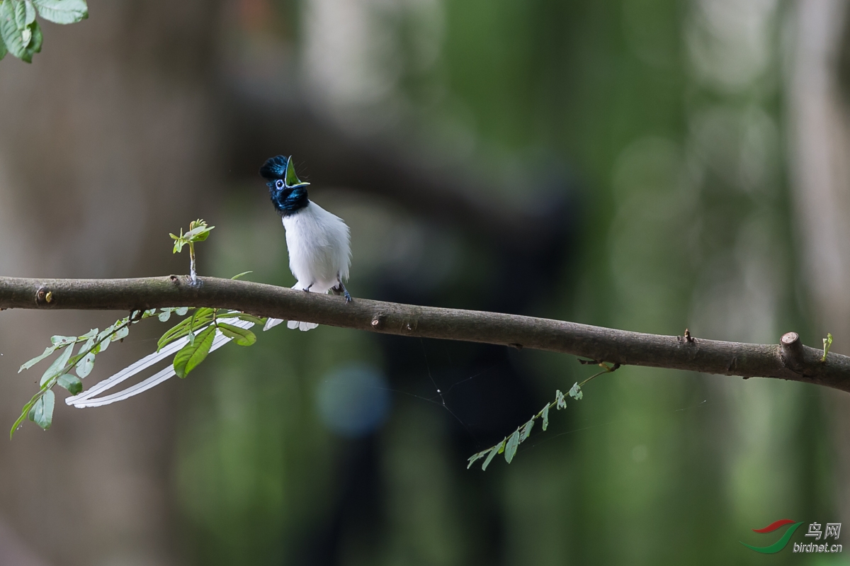 20150614-20150614-REN_8038.JPG