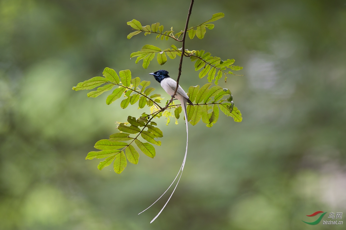 20150614-20150614-REN_8113.JPG