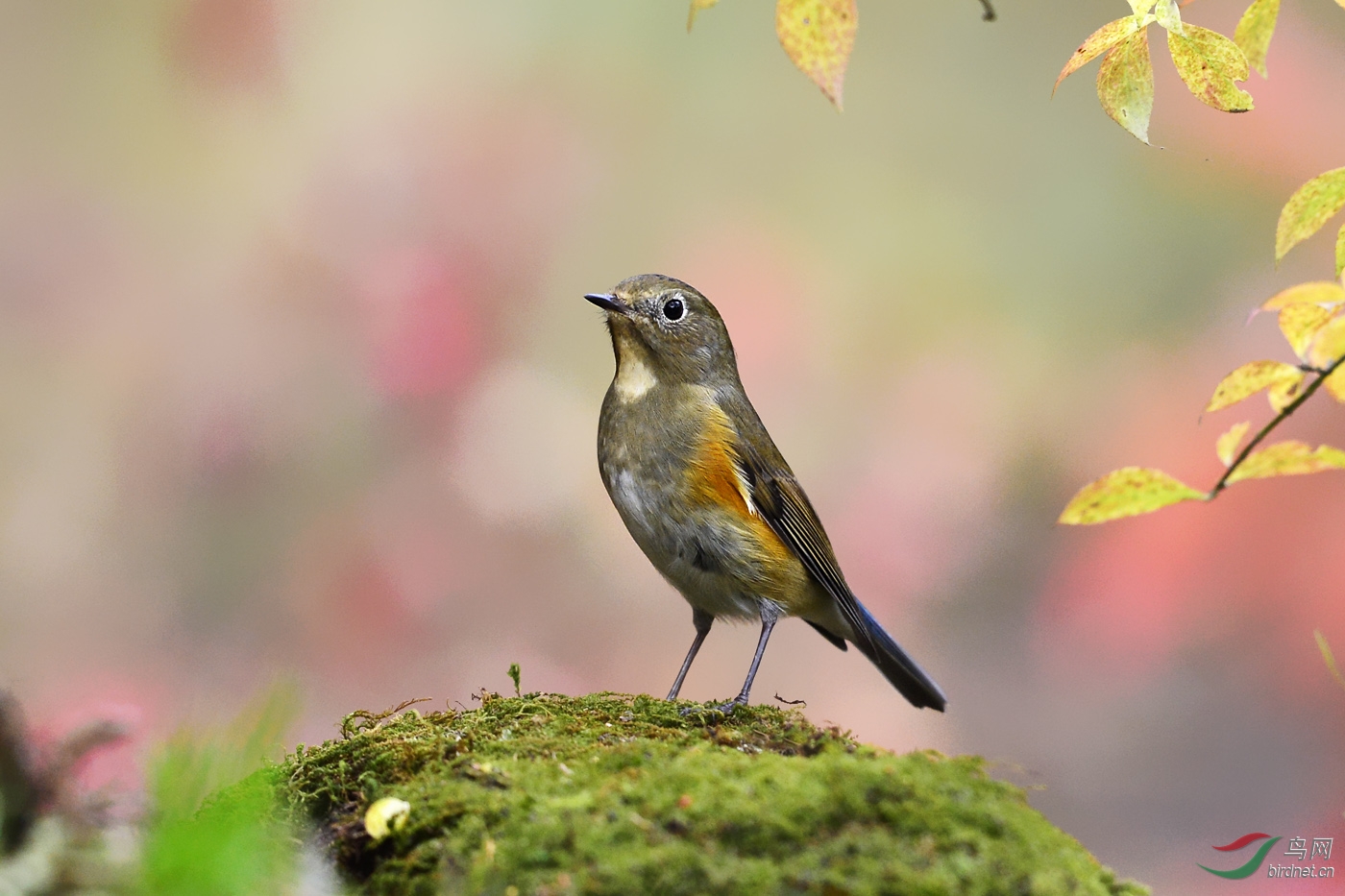 紅脅藍尾鴝雌鳥