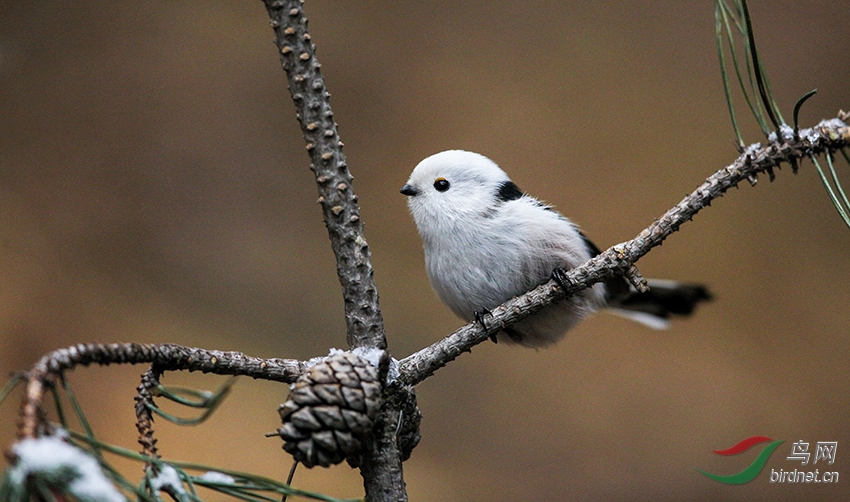 可爱的小白头——银喉长尾山雀