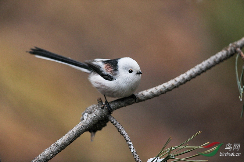 可爱的小白头——银喉长尾山雀
