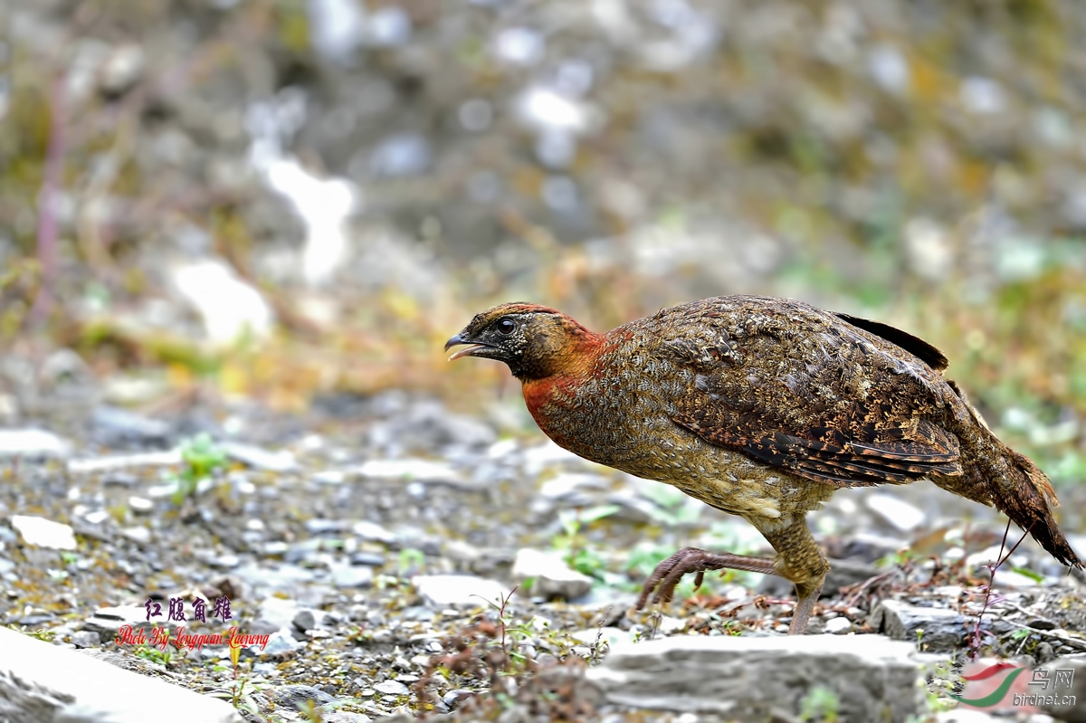 [林鸟] 川西高原拍鸟---红腹角雉(雌)