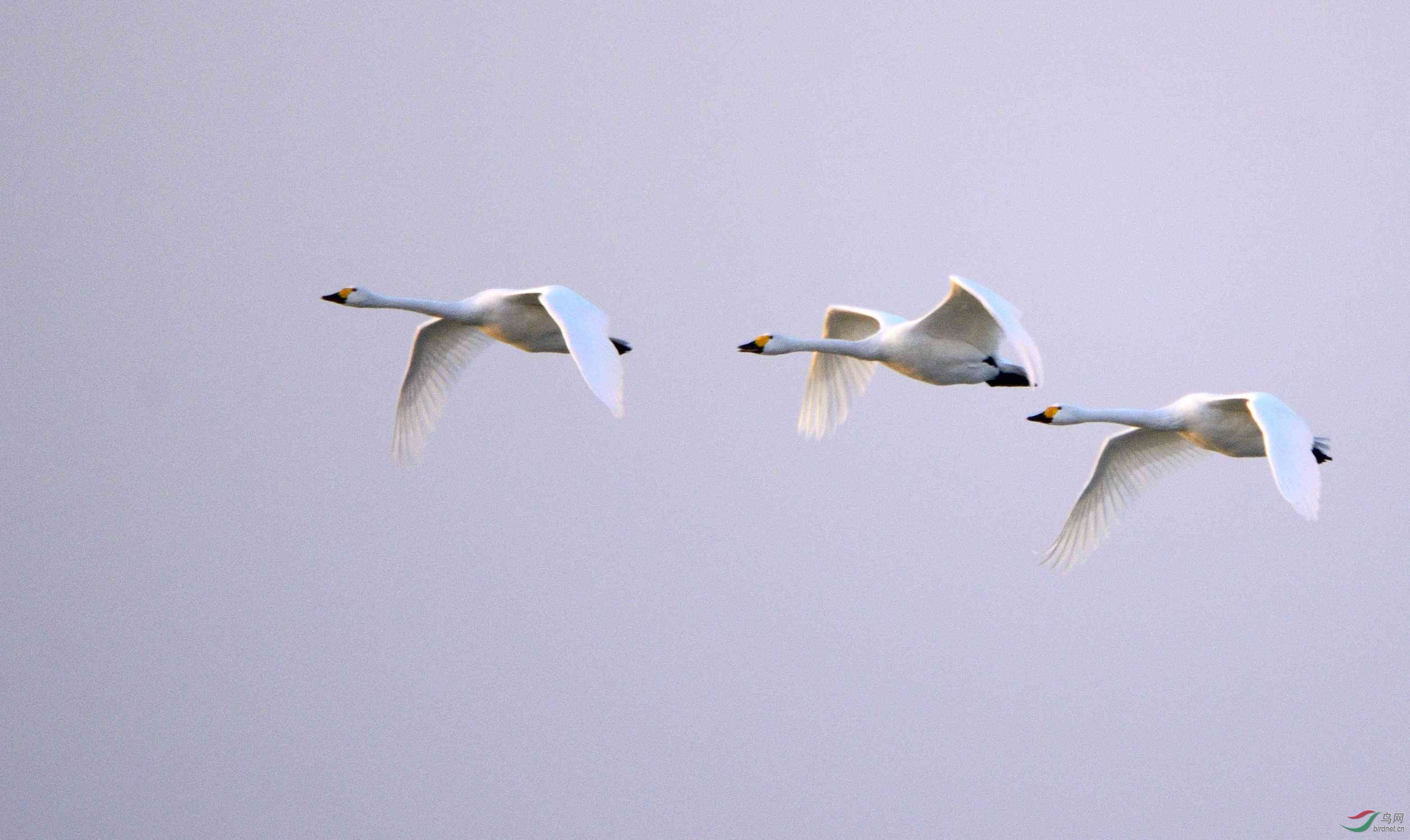 迁徙途径榆林的大天鹅