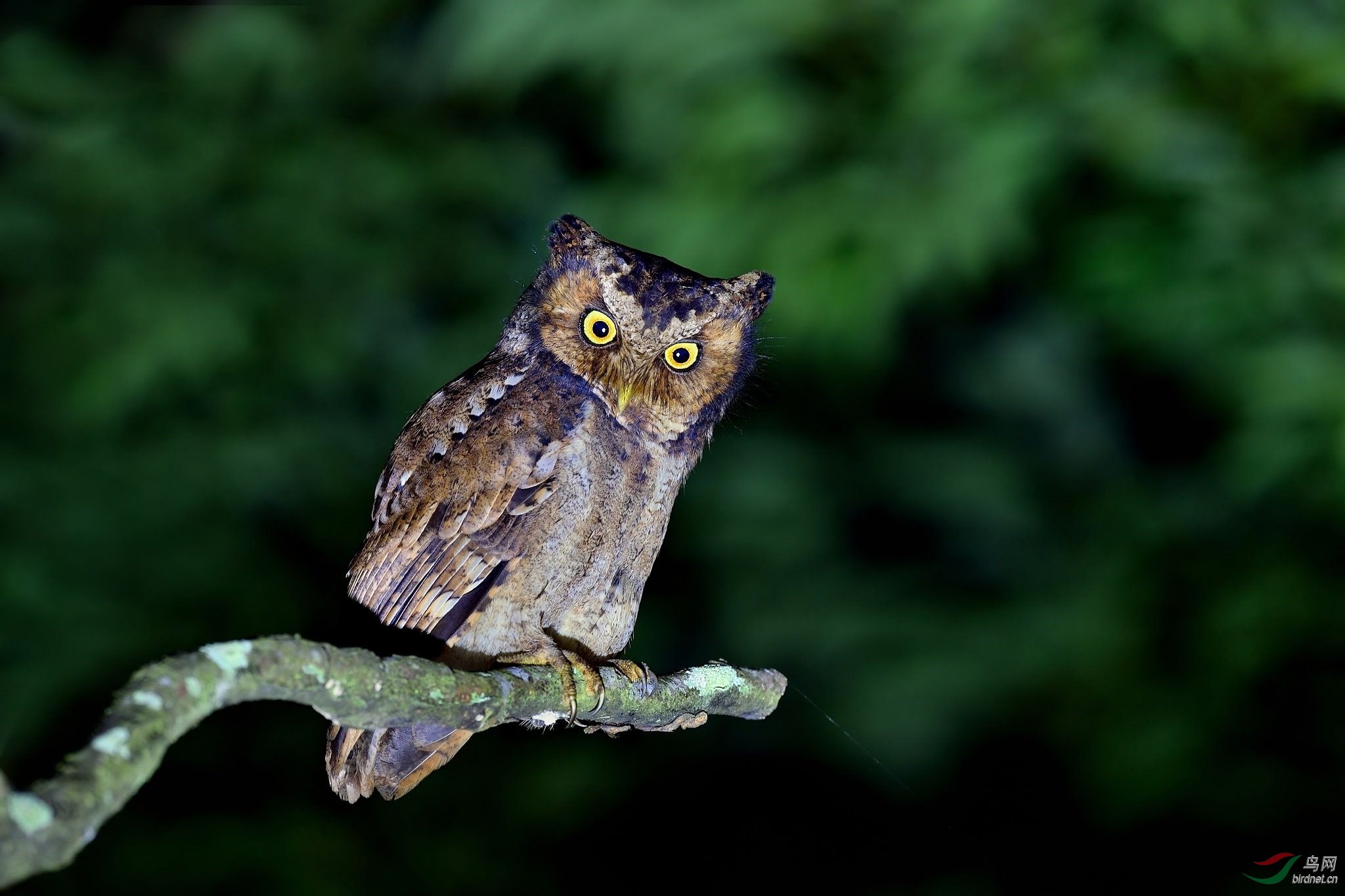 黄嘴角鴞与领角 