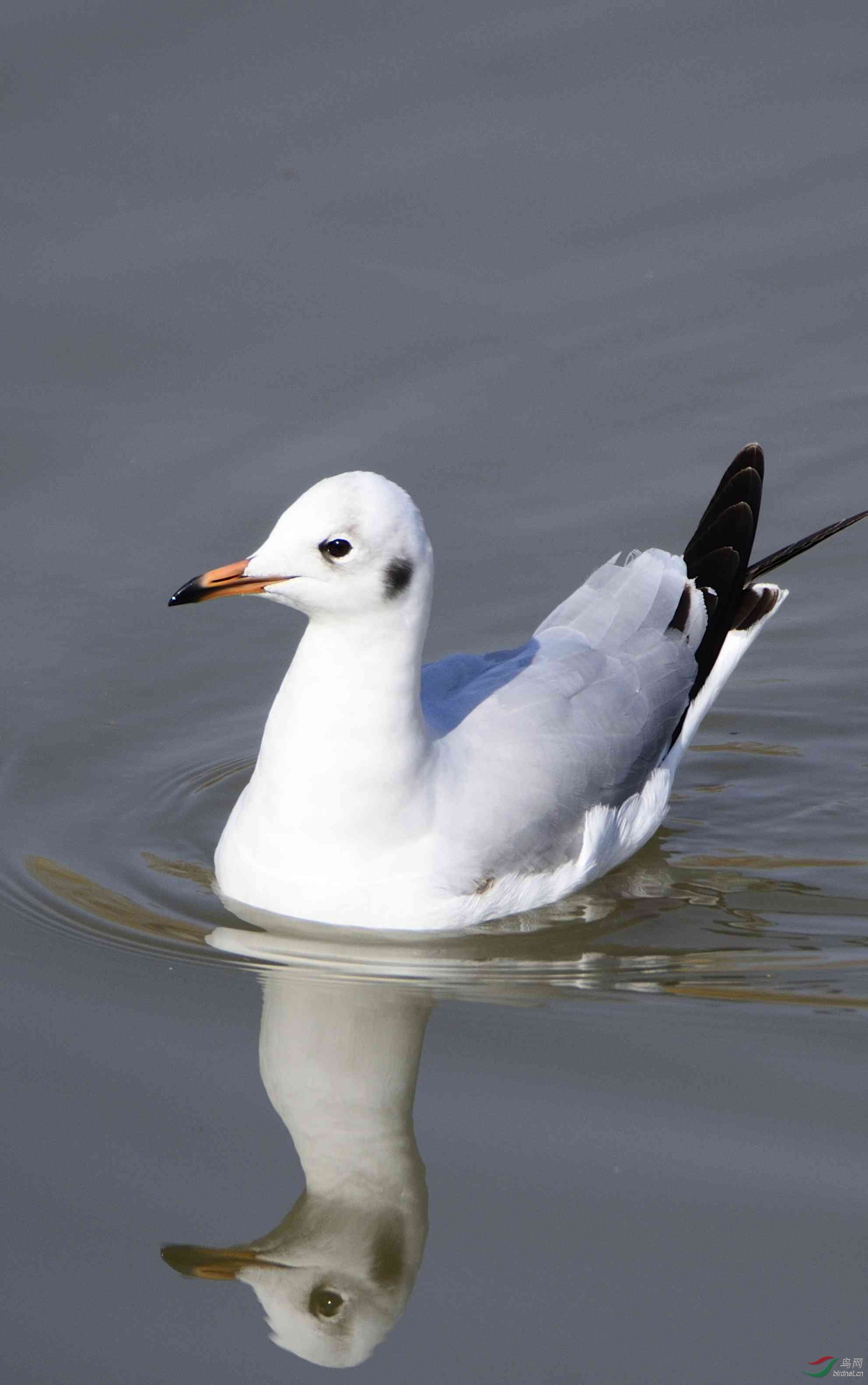 榆林遗鸥红嘴鸥棕头鸥绿头鸭观鸟圣地