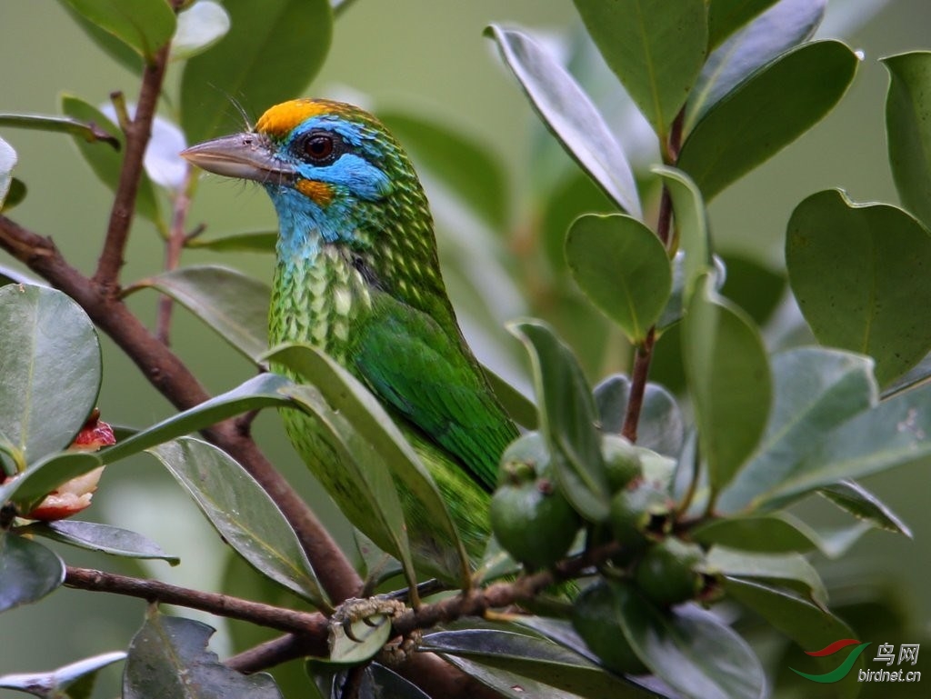 斯里兰卡鸟点鸟种简介一辛哈拉加