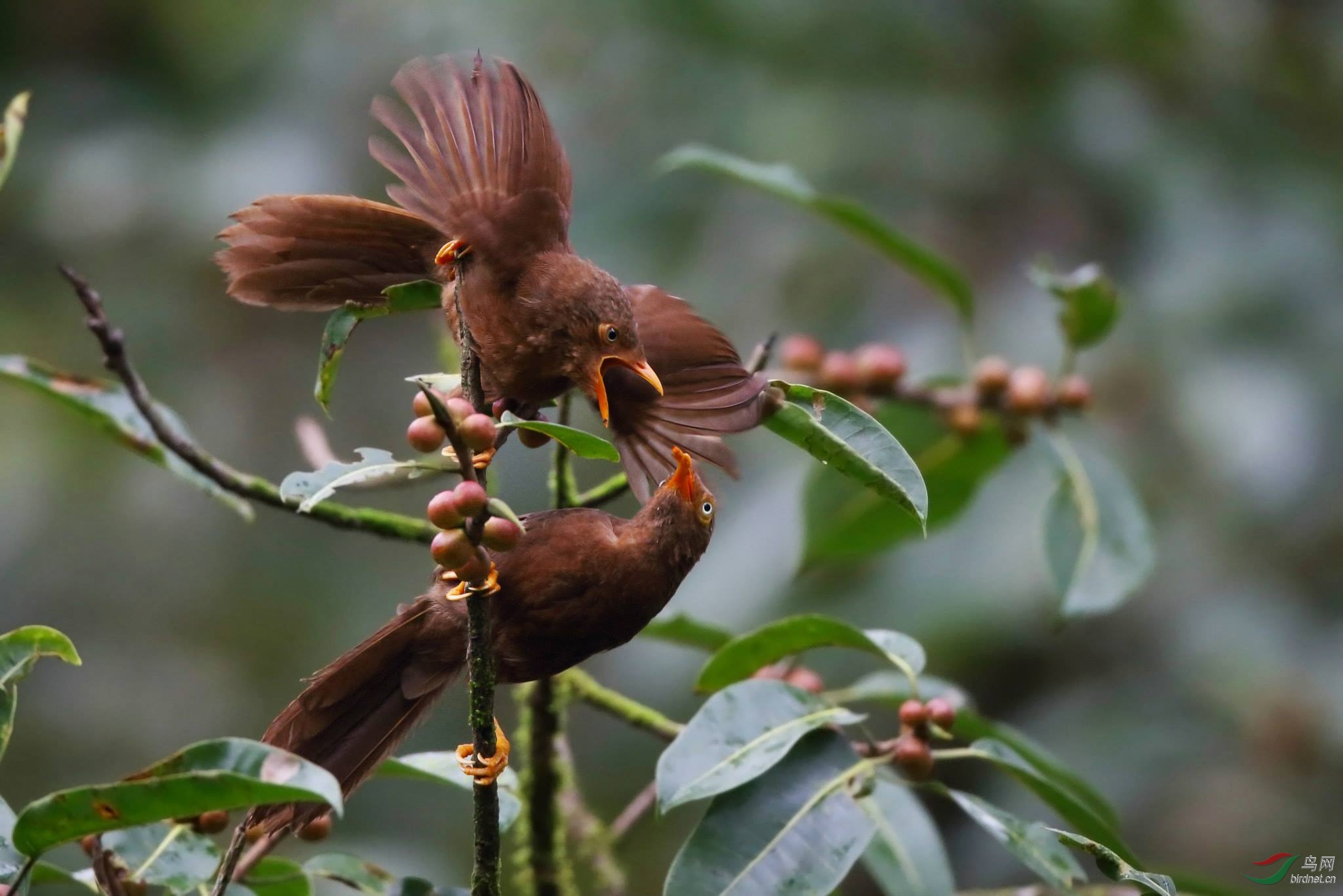 斯里兰卡鸟点鸟种简介(一) - 辛哈拉加