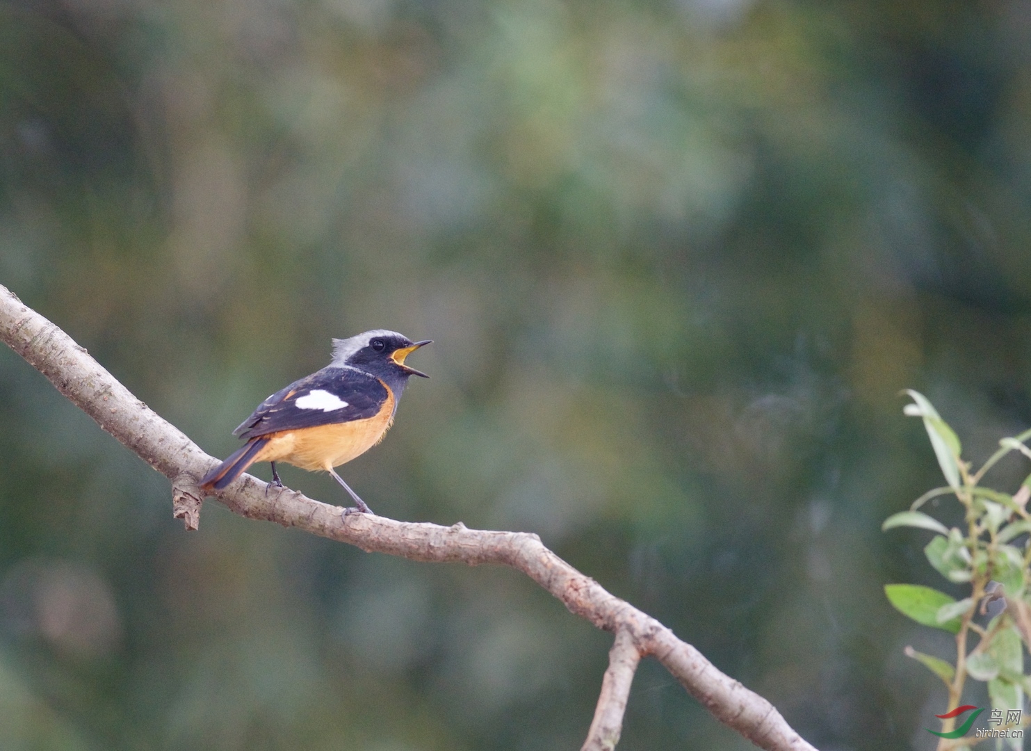 爱唱歌的北红尾鸲:边拍边听鸟叫是拍鸟人的幸运和享受