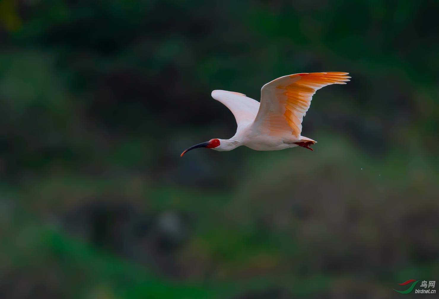 大漠拾荒老师洋县采风记