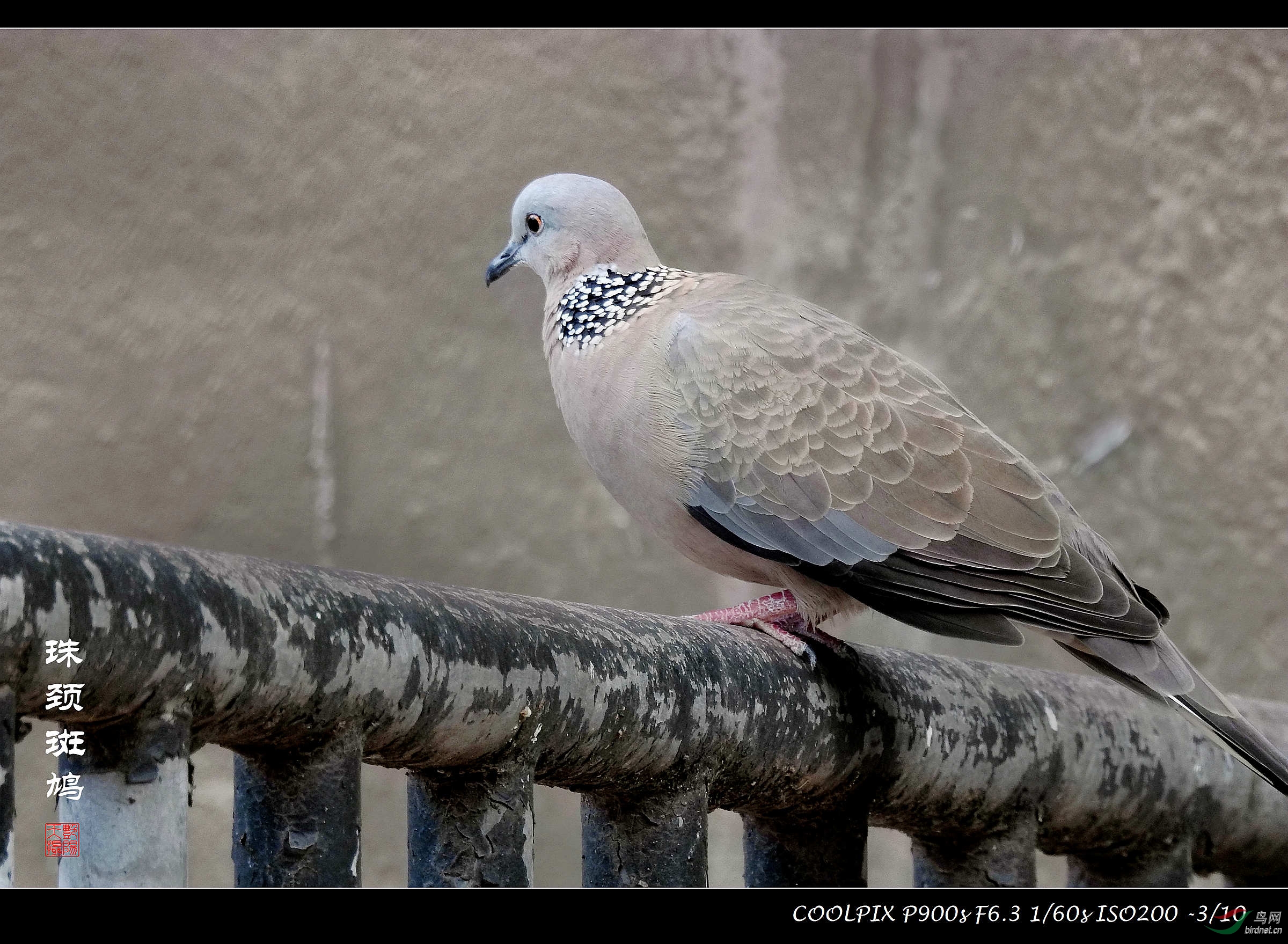 珠頸斑鳩