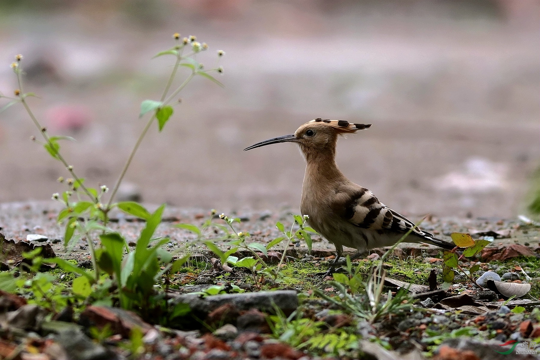 戴胜- 鸣禽和攀禽 鸟网