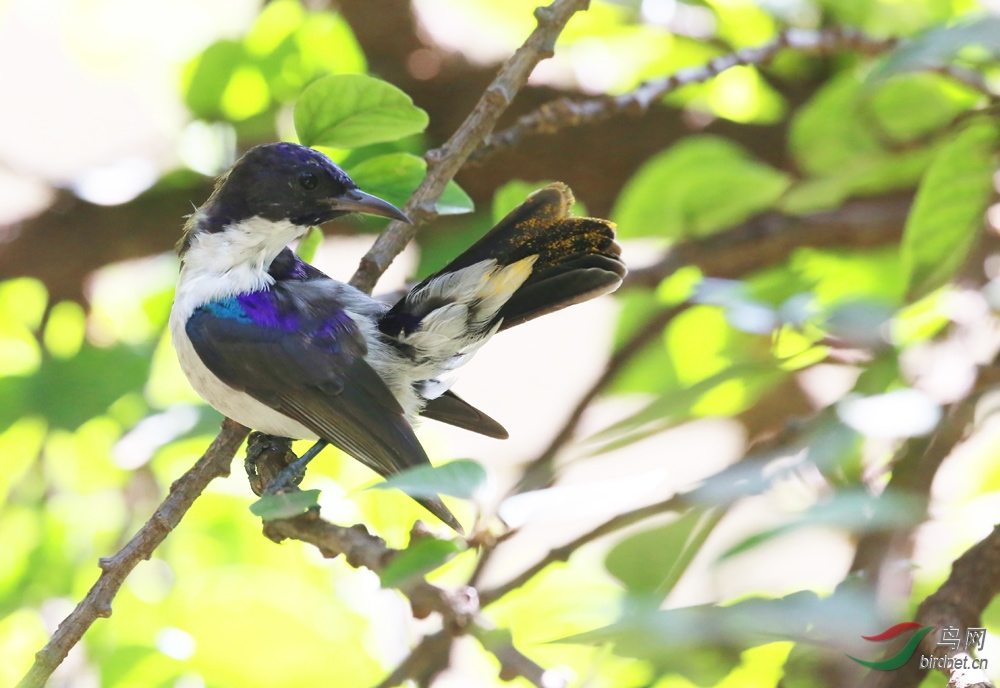 东紫背食蜜鸟