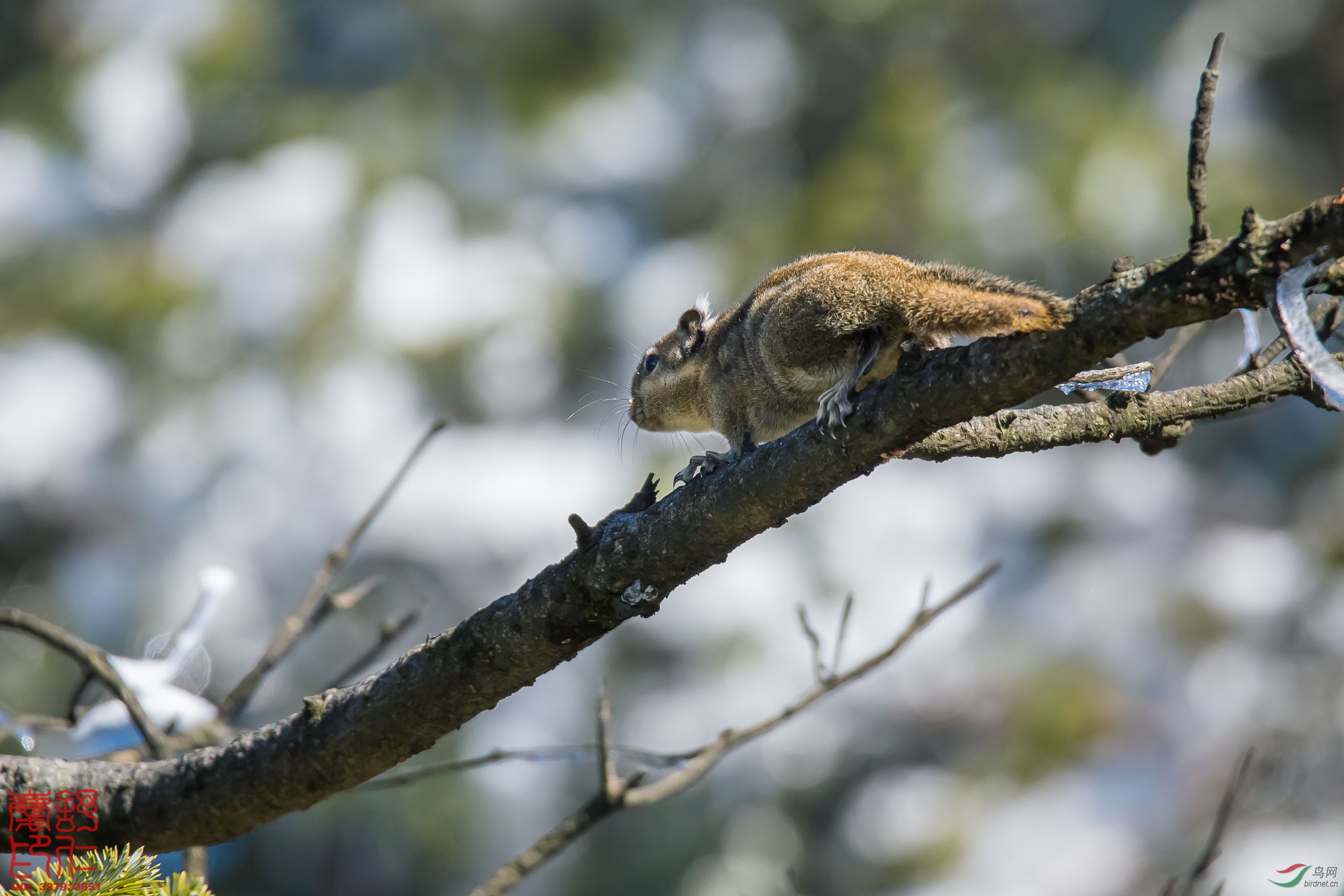 在神农架拍鸟偶遇了隐纹花松鼠在雪松上晒太阳