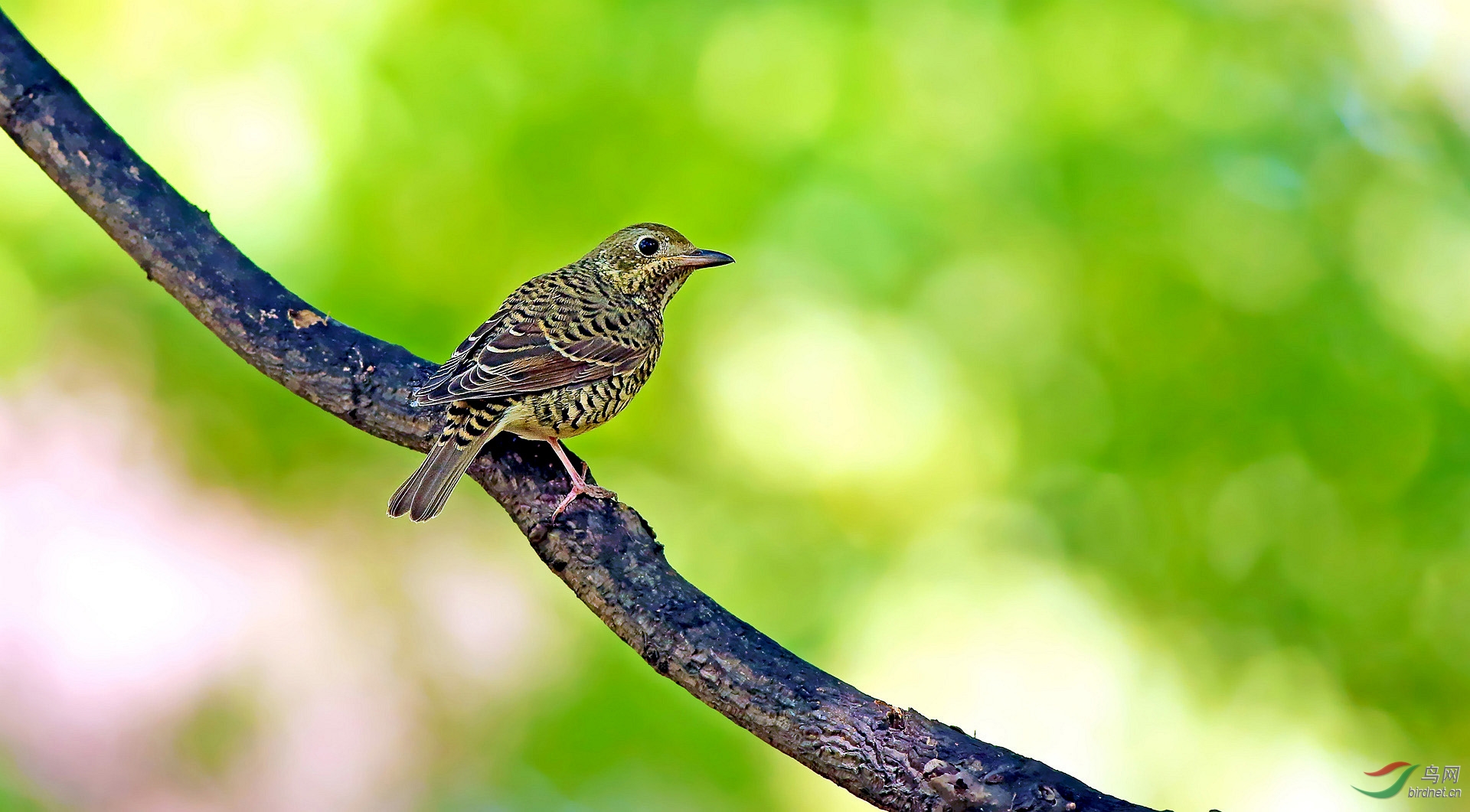 白喉矶鸫(雌) - 鸣禽和攀禽 鸟网