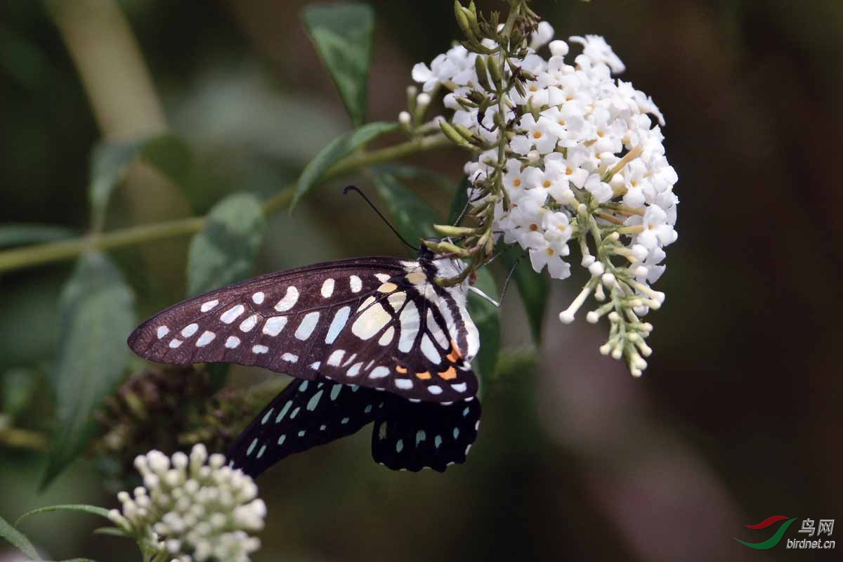 银钩青凤蝶(三)