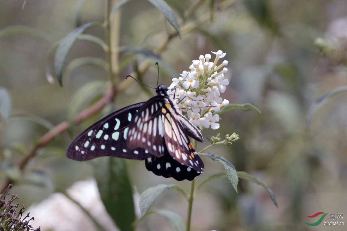 银钩青凤蝶(三)