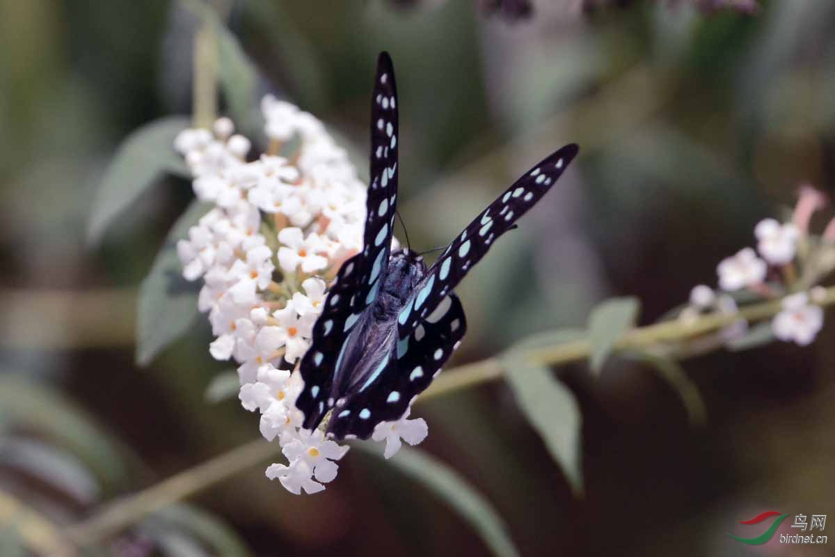 银钩青凤蝶(三)