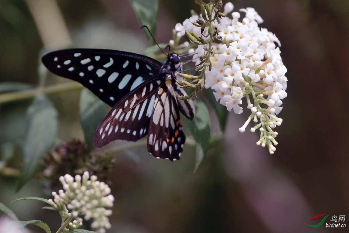 银钩青凤蝶(三)