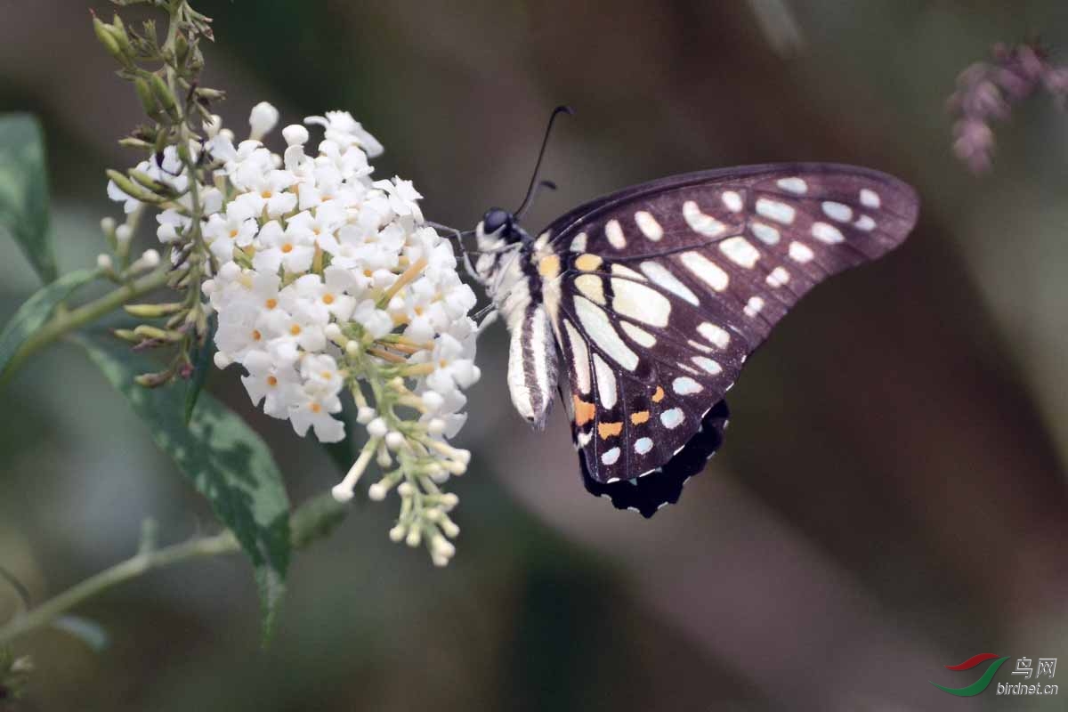 银钩青凤蝶(三)