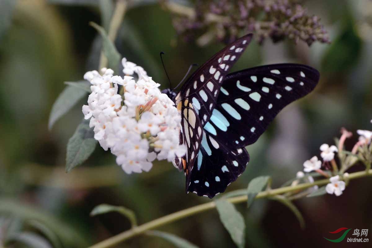 银钩青凤蝶(三)